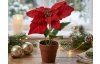 Umělá květina Vánoční hvězda v květináči, červená